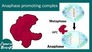 Anaphase Promoting Complex in cell cycle regulation