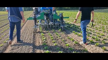 SARCHIATRICE INTERFILARE OPTYMA WEEDING MACHINE BINEUSE BINADORA HACKMACHINE  LATTUGA SALAD LECHUGA