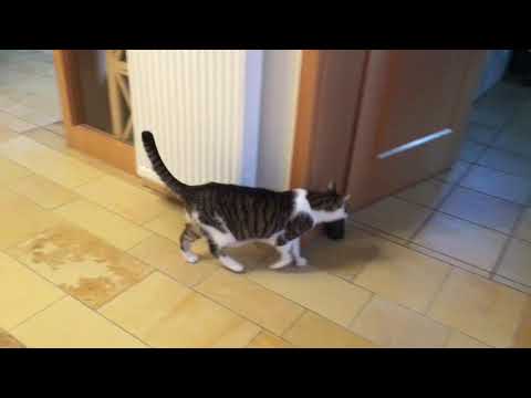 Video: Was Ist Mit Meiner Katze Los?
