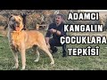 ADAMCIL KANGAL’IN ÇOCUKLARA TEPKİSİ