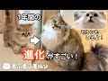 サイベリアン子猫の1年間の成長記録（妹編） 〜もふもふ兄妹が仲良くなるまで〜