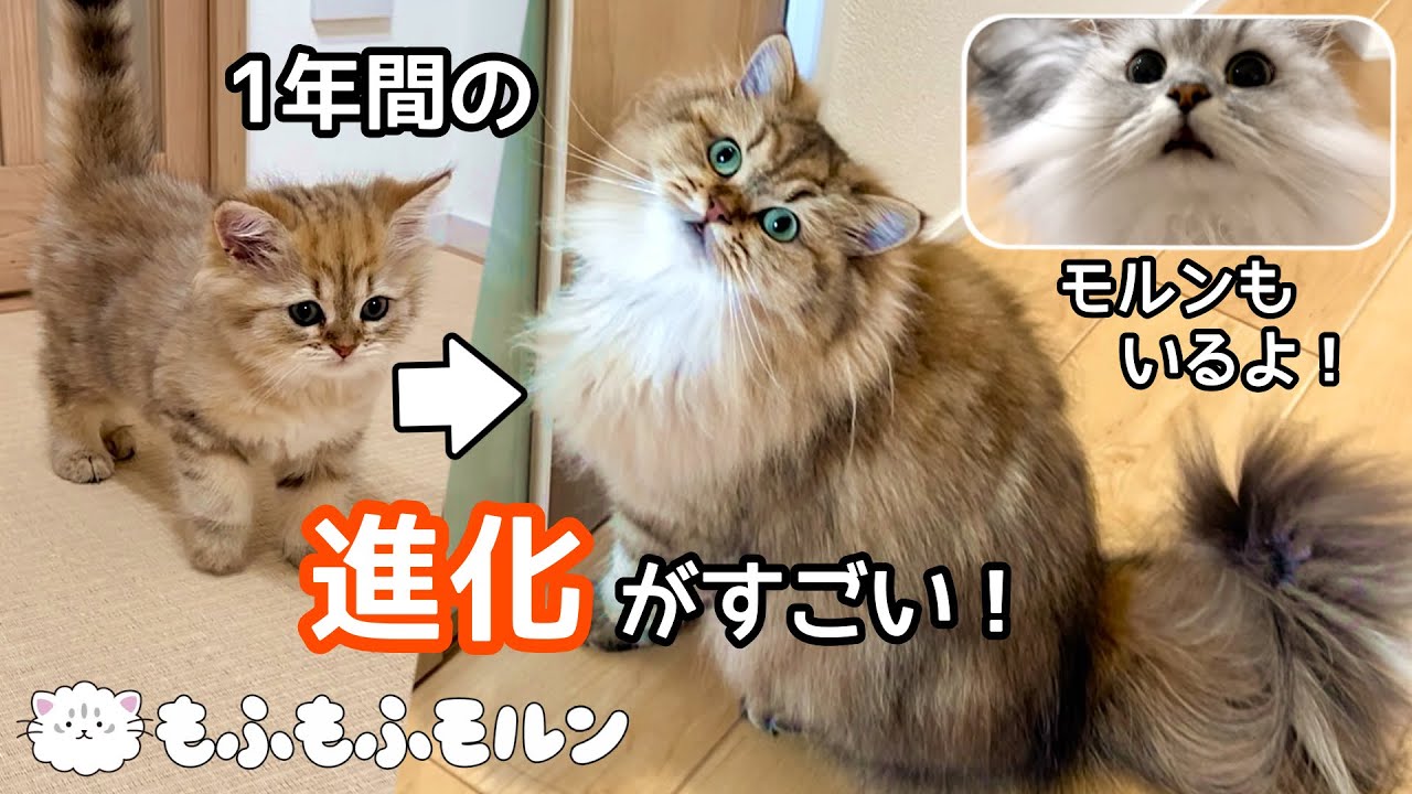 サイベリアン子猫の1年間の成長記録（妹編） 〜もふもふ兄妹が仲良くなるまで〜