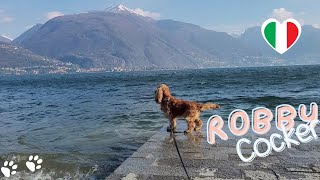 Walkies  English Cocker Spaniel Robby  Enjoying AWESOME view, AMAZING noise of the lake Como