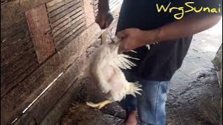 Cara pegang dan sembelih ayam satu tangan super cepat