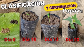 Clasificación y Germinación de Papaya Paso a Paso by Siembras y Cosechas 2,332 views 3 weeks ago 3 minutes, 59 seconds