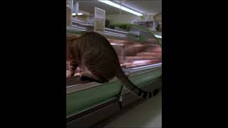 cat steal fish from grocery store #cat #foryoupage #fyp