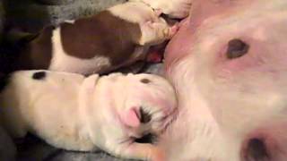 Its Hard Work Taking Care Of All Those Puppies