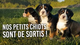 Les plus beaux CHIOTS Grand Bouvier Suisse de notre élevage ! by Joyeuses Gambades 10,240 views 4 years ago 2 minutes, 52 seconds