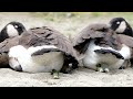 Canada goose poops while sleeping
