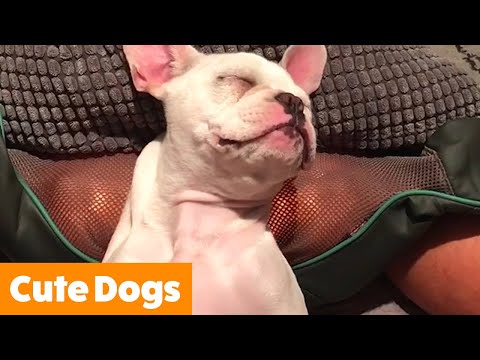 Silliest Cute Dogs | Funny Pet Videos