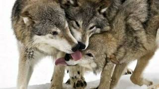 A wolves slideshow X3