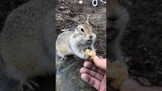 Arctic Ground Squirrel