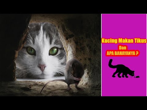 Video: Bolehkah Kucing Memakan Tikus Yang Beracun?