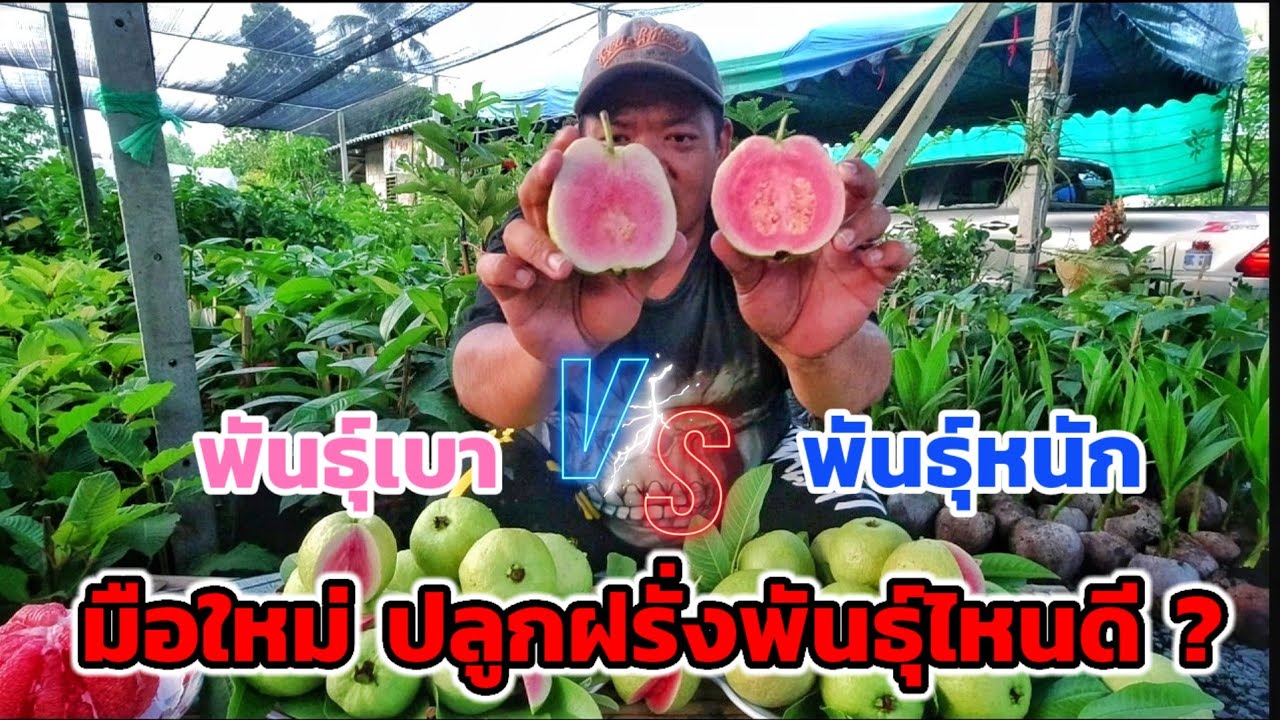 มือใหม่ปลูกฝรั่ง เลือกพันธุ์ไหนดี ? ฝรั่งพันธุ์หนัก vs ฝรั่งพันธุ์เบา | พี่ต้อม เกษตรอินทรีย์