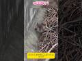 【パンチくん🐵】突然の悲鳴…！パニックになったパンチくんを優しく包み込む姉、モモちゃんの優しさに感動。
