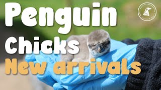 EP 5 | Peak Wildlife Park Diaries | PENGUIN CHICKS NEW ARRIVALS