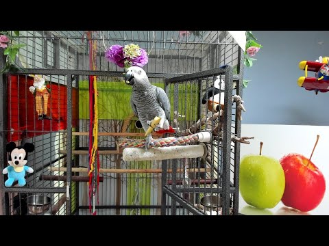 Giant Steps 미국금리 <strong>0.75</strong>% 인상 관심많은 연구대상[앵무새똘이] Korean-gray parrot [K-parrot]