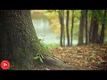Relaxing Music 24/7, Soothing Relaxation, Calm Music, Stress Relief Music for You | DM Music