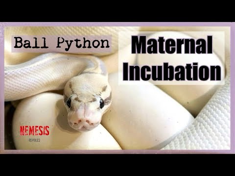 Ball Python - Maternal Incubation
