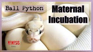 Celebrity Ball Python - Maternal Incubation Net Worth