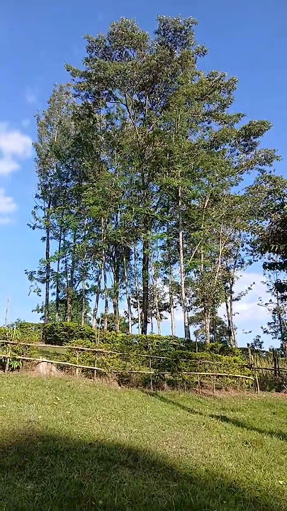 A righteous man may fall seven times #motivation #inspiration #nature  #travel