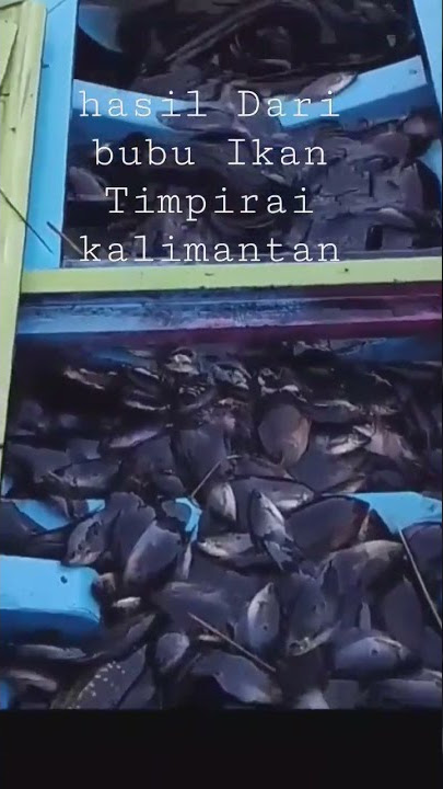 sujud syukur atas apa yg Di Berikan Allah SWT,Rezeki yg Halal dan barokah🤲