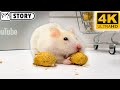 Hamster ASMR Eating Crunchy Peanuts 🥜 Animal ASMR 🥜 Homura Ham