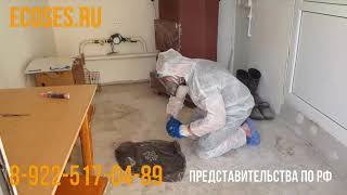 Обработка от короеда методом фумигации!