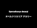 【Green】[塊根植物] オペルクリカリア・デカリー 12日目 新芽発芽[Operculicarya decaryi] [VLOG]