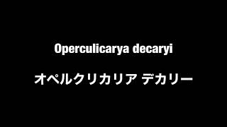 【Green】[塊根植物] オペルクリカリア・デカリー 12日目 新芽発芽[Operculicarya decaryi] [VLOG]