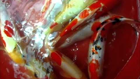 Cá chép koi- Tronjava