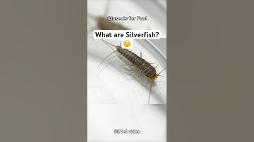 Surprising facts about Silverfish you never knew! #insects #shorts