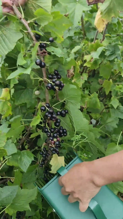 Harvesting Black Currants in our Backyard. One of the Healthiest Fruits.