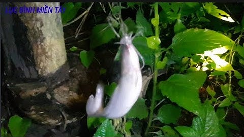 Cắm Câu Cá Trê Sông Mồi Trùng Mùa Nước Lớn Quá Hấp Dẫn || Sông nước miền tây