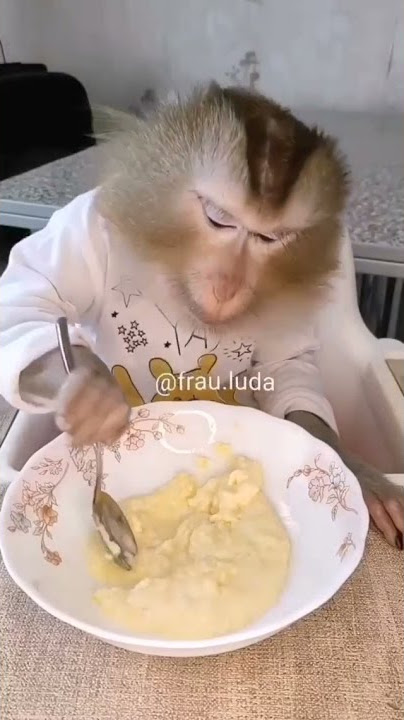 Monkey Eating In Plate