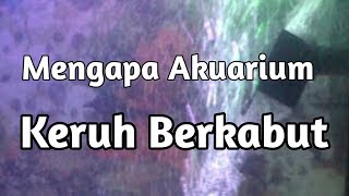 Mengapa Akuarium Keruh Berkabut