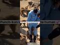 Punch-kun with his Favorite Human #macaquemonkey #macaque #shortsyoutube #viralmonkey #shorts