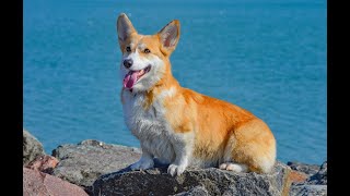How to Apply Revolution for Dogs - Easy & Effective Guide!