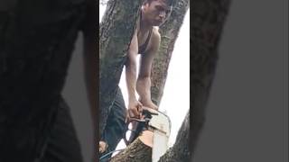 dangerous actions when cutting trees #shortvideo #treecutting #chainsawman