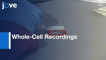 Light Evoked Excitatory Synaptic Currents In Retinal Slice: Recordings