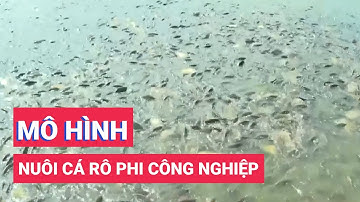 Thu nhập cao từ mô hình nuôi cá rô phi công nghiệp