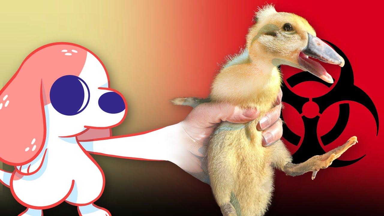 Ducks 28 Day Transformation