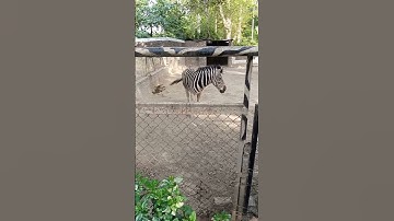 zig zag zebra