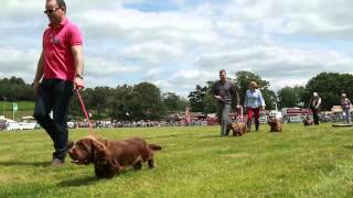 'Shelly' Sussex Spaniel at Parham Park 2015