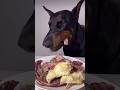 “Brutal Raw Feast | Vision Rib, Beef &amp; Liver ASMR | Doberman Devours Like a Beast!”#dogshorts
