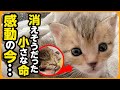 【感動】たった69グラムで保護…今にも消えそうだった 小さな命の輝き