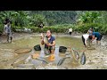 Harvesting golden carp  fish  to sell  grilled fish  cooking