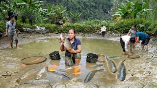 Harvesting Golden Carp ( Fish ) to sell  Grilled fish  Cooking
