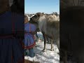Оленеводы Ямала: Кочевой образ жизни ❄️