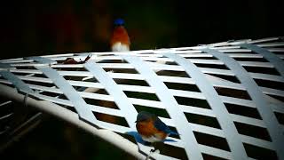 Красивые птички.Eastern bluebird. Красивые птички.Eastern bluebird.
